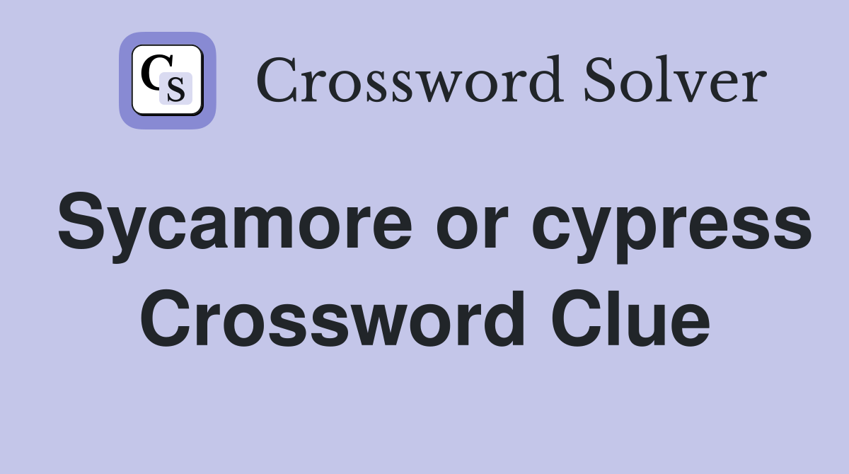 Sycamore or cypress Crossword Clue
