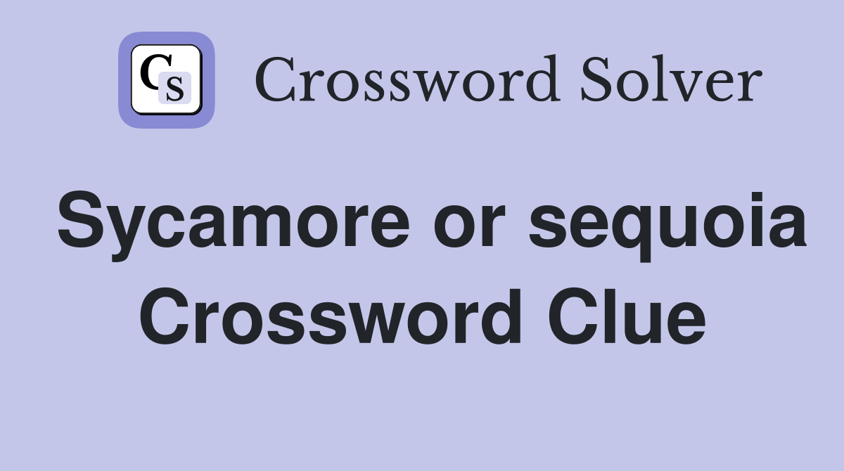 Sycamore or sequoia Crossword Clue