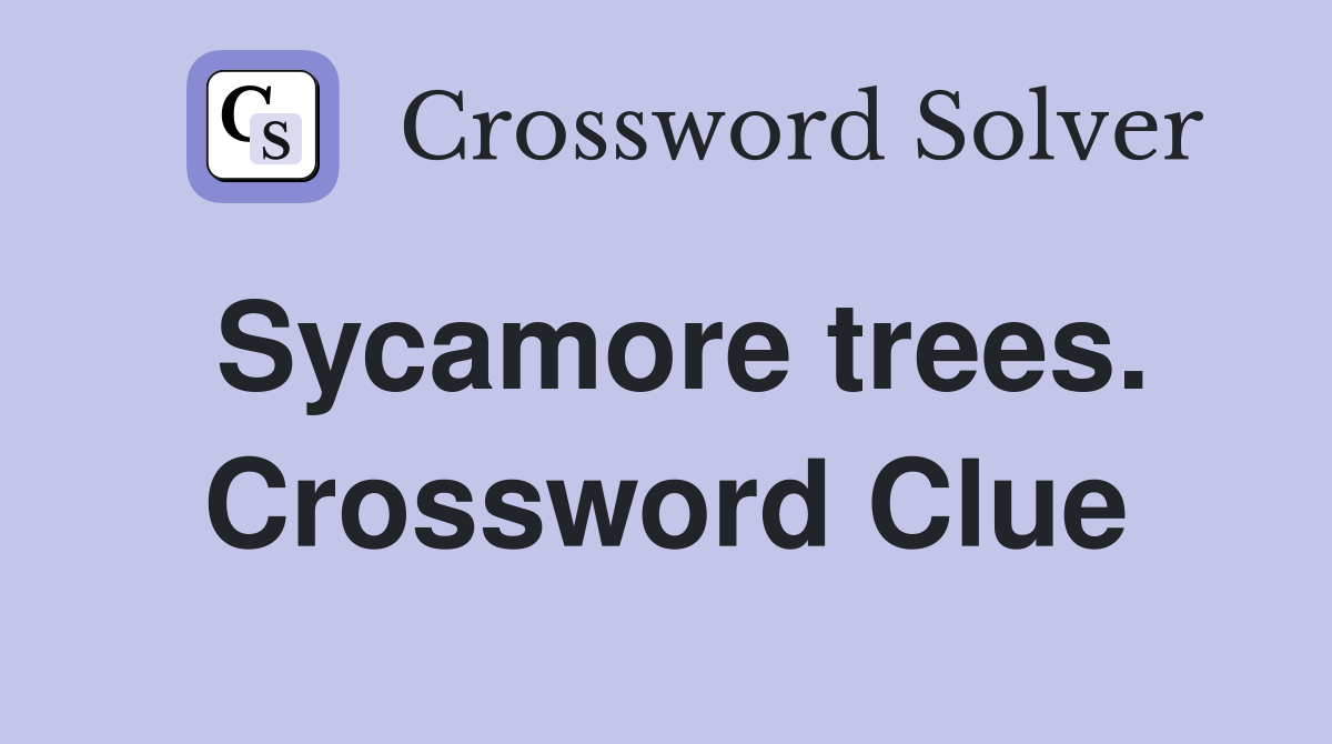 Sycamore trees. Crossword Clue