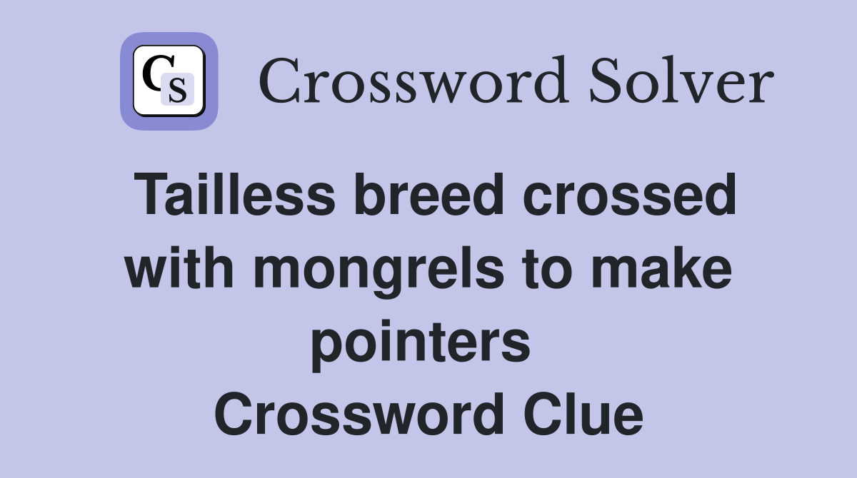 Tailless breed crossed with mongrels to make pointers  Crossword Clue