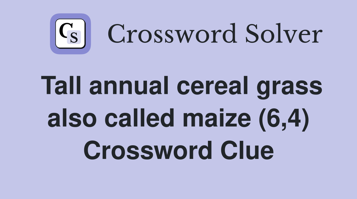 Tall annual cereal grass also called maize (6,4) Crossword Clue
