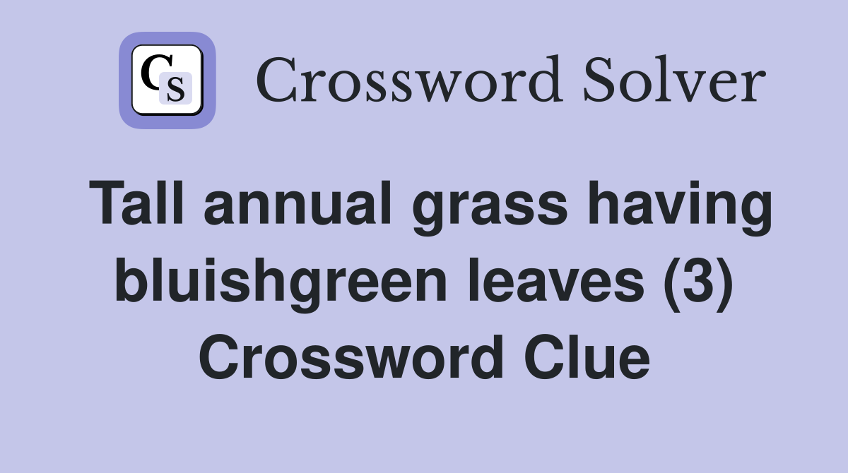 Tall annual grass having bluishgreen leaves (3) Crossword Clue