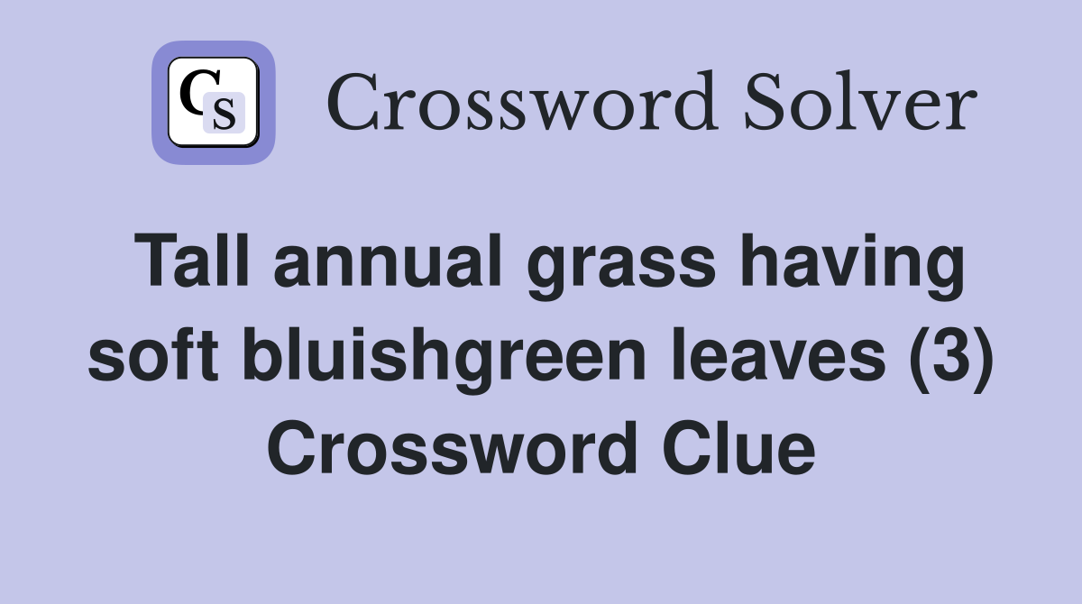 Tall annual grass having soft bluishgreen leaves (3) Crossword Clue