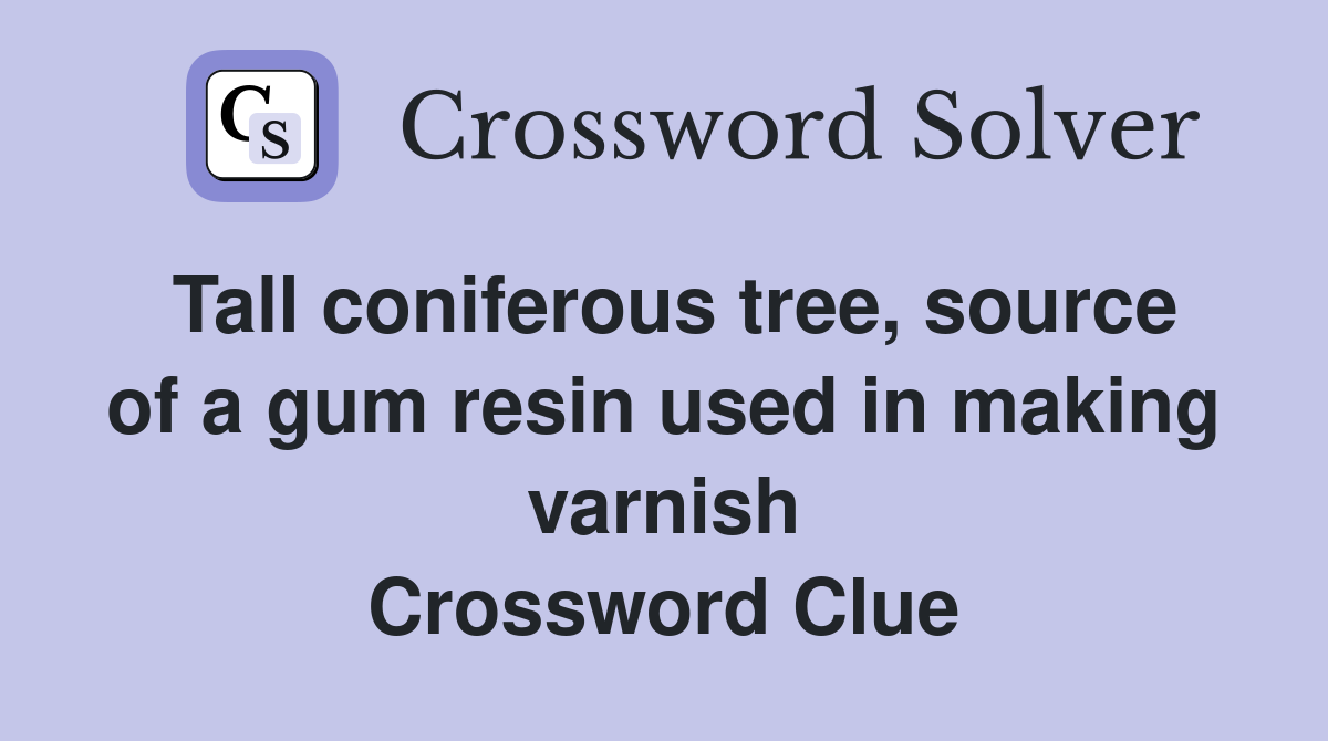 Tall coniferous tree, source of a gum resin used in making varnish Crossword Clue