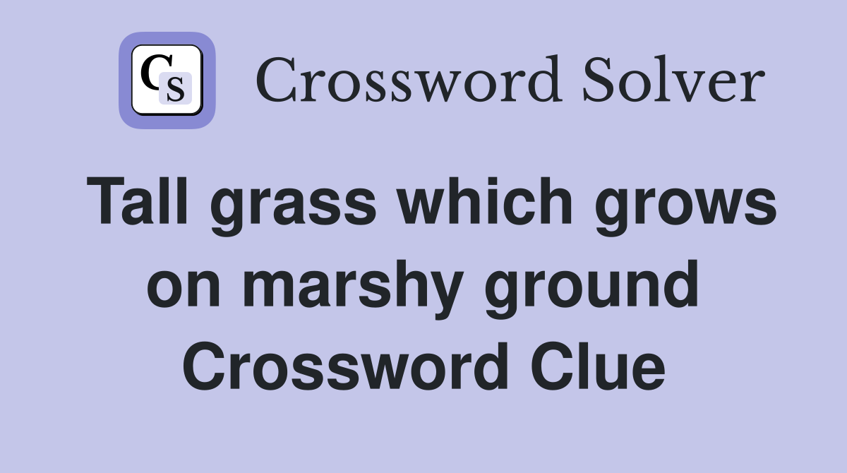 Tall grass which grows on marshy ground Crossword Clue