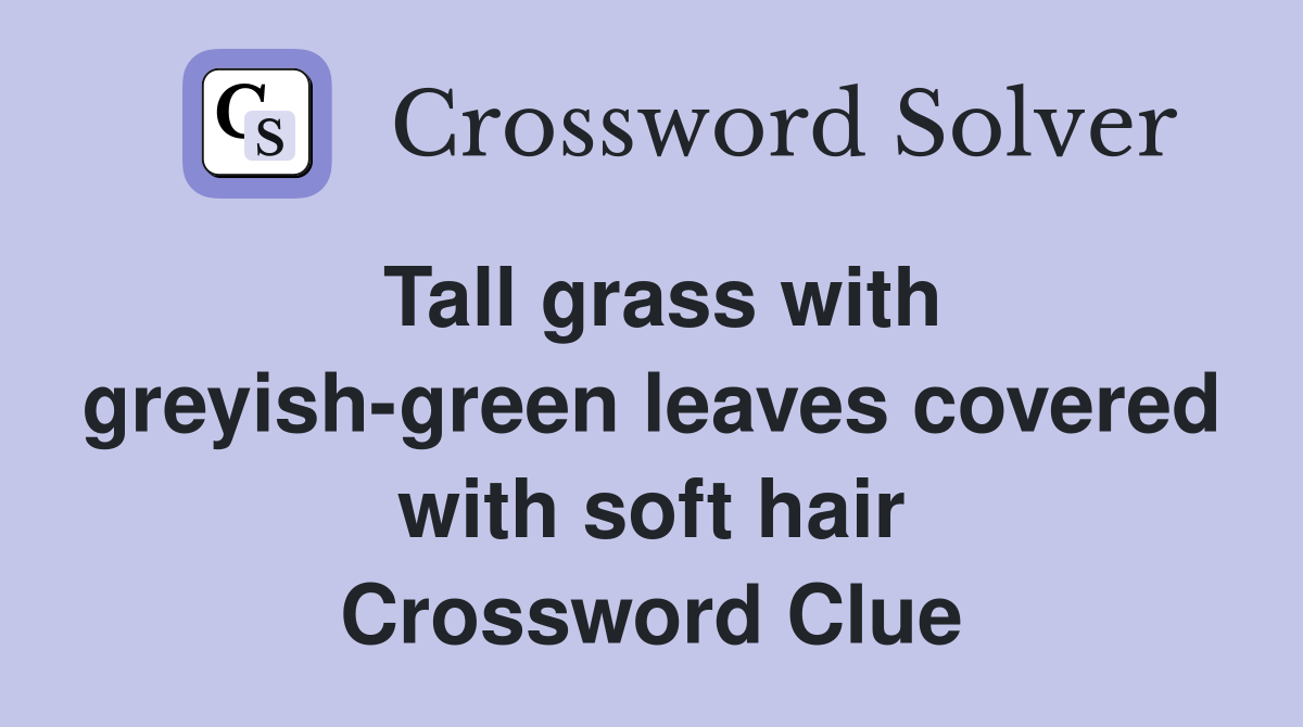 Tall grass with greyish-green leaves covered with soft hair Crossword Clue