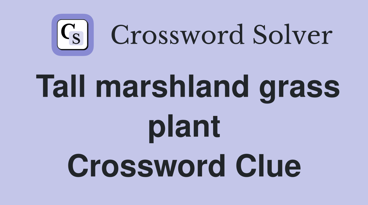 Tall marshland grass plant Crossword Clue