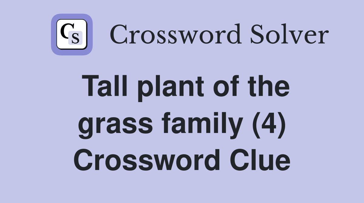 Tall plant of the grass family (4) Crossword Clue