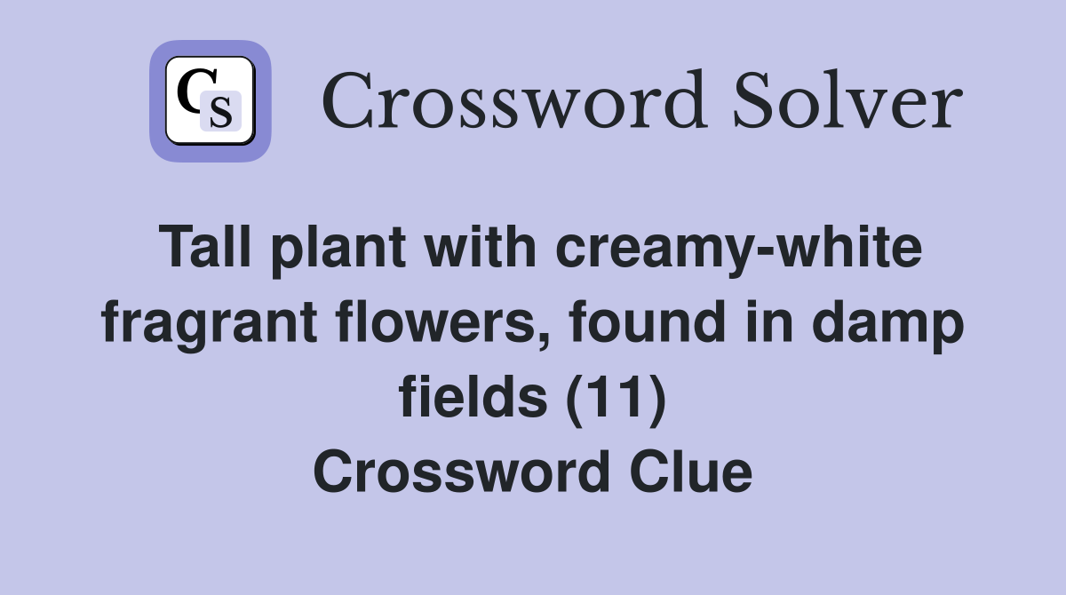 Tall plant with creamy-white fragrant flowers, found in damp fields (11) Crossword Clue