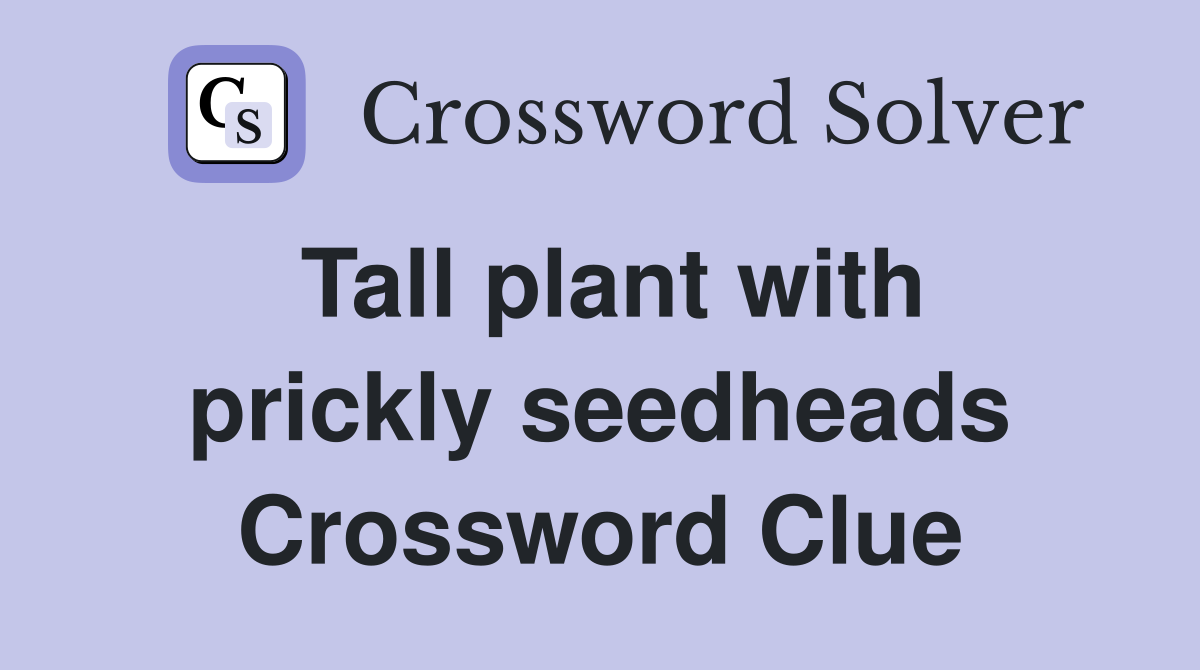 Tall plant with prickly seedheads Crossword Clue