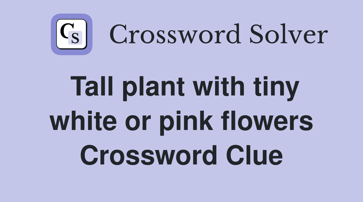 Tall plant with tiny white or pink flowers Crossword Clue
