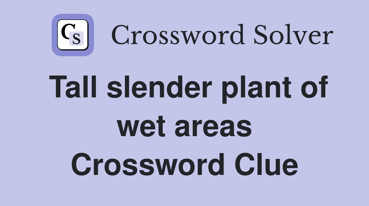 Tall slender plant of wet areas Crossword Clue