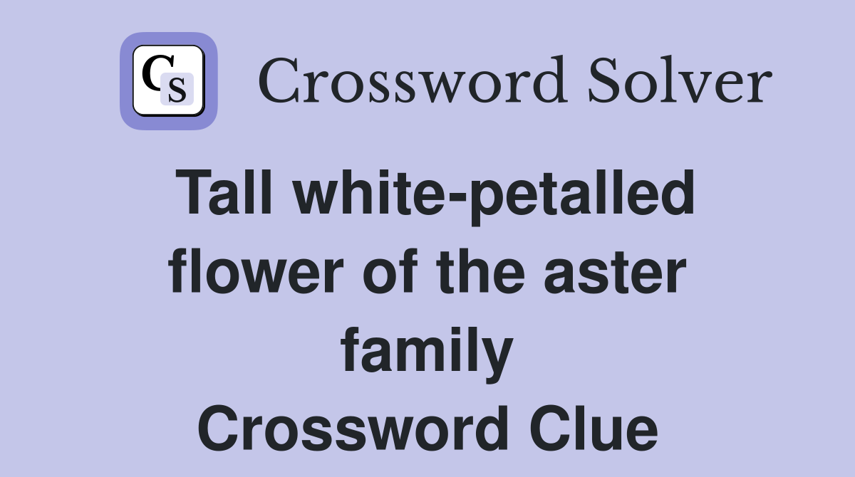 Tall white-petalled flower of the aster family Crossword Clue