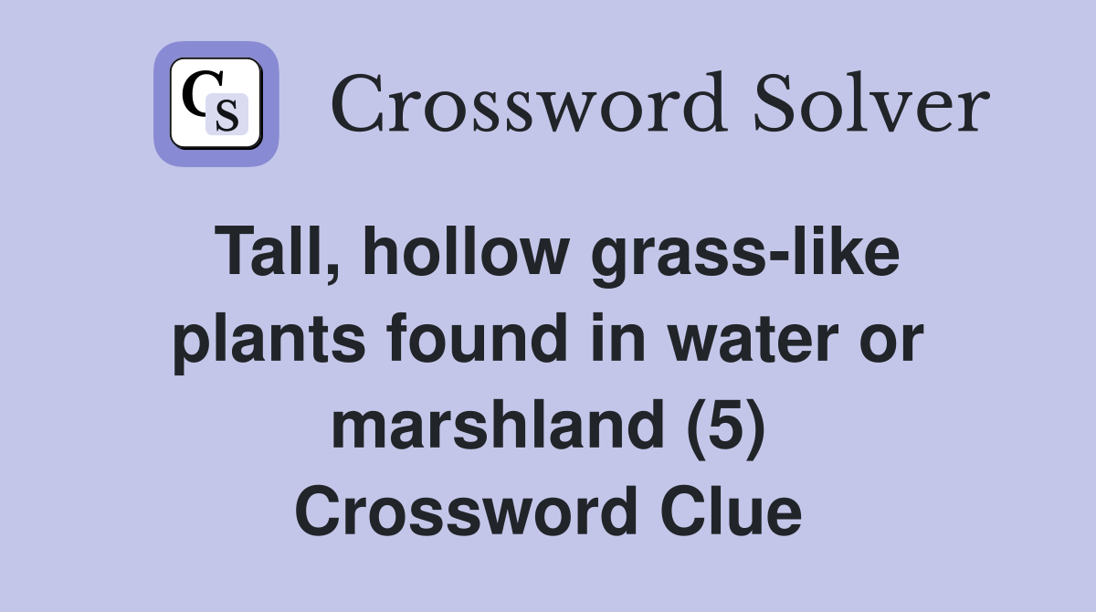 Tall, hollow grass-like plants found in water or marshland (5) Crossword Clue