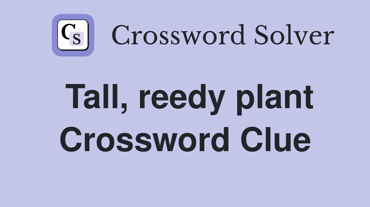 Tall, reedy plant Crossword Clue