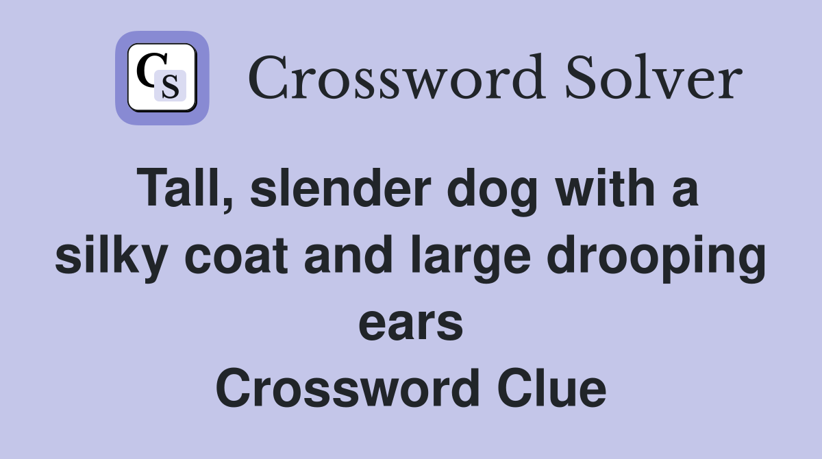 Tall, slender dog with a silky coat and large drooping ears Crossword Clue