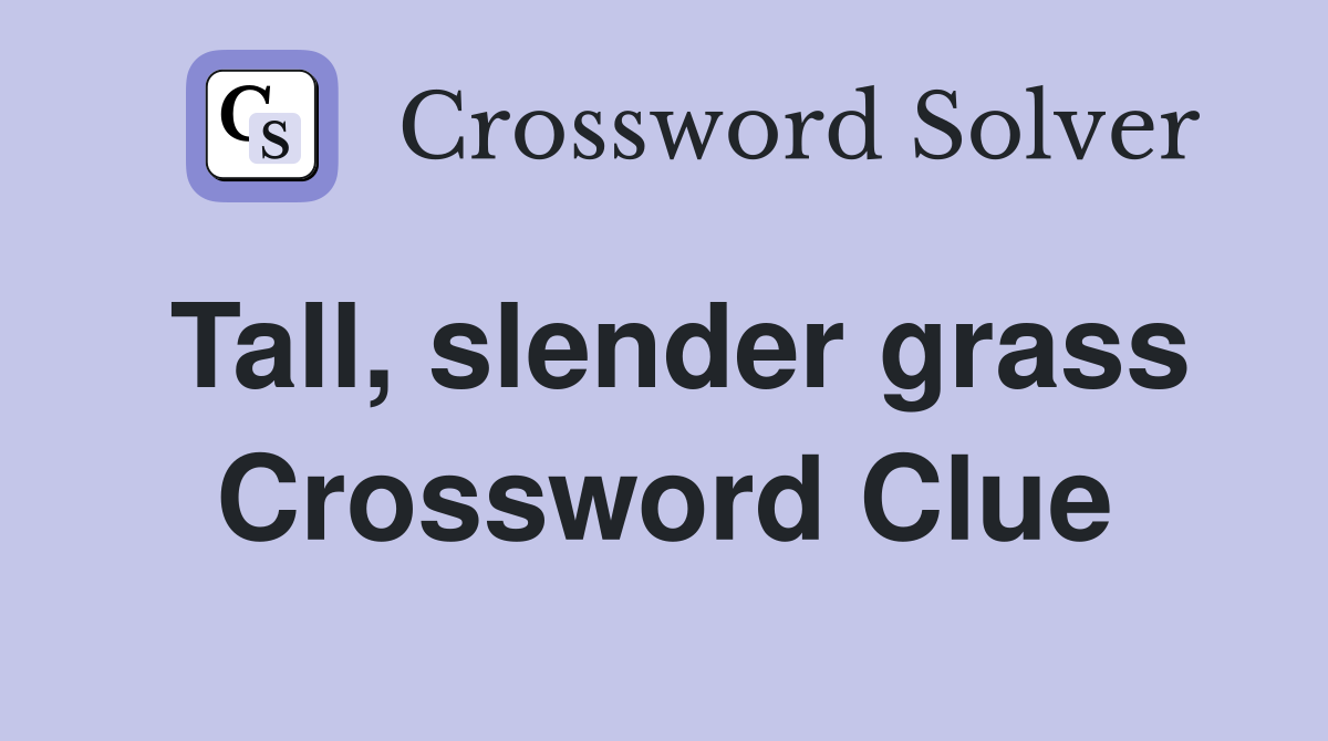 Tall, slender grass Crossword Clue