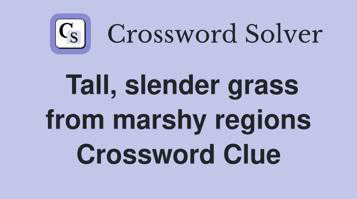 Tall, slender grass from marshy regions Crossword Clue