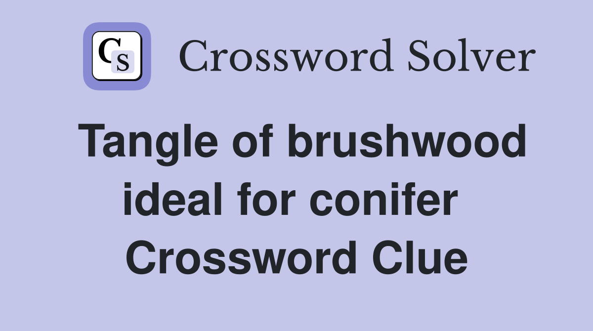 Tangle of brushwood ideal for conifer  Crossword Clue