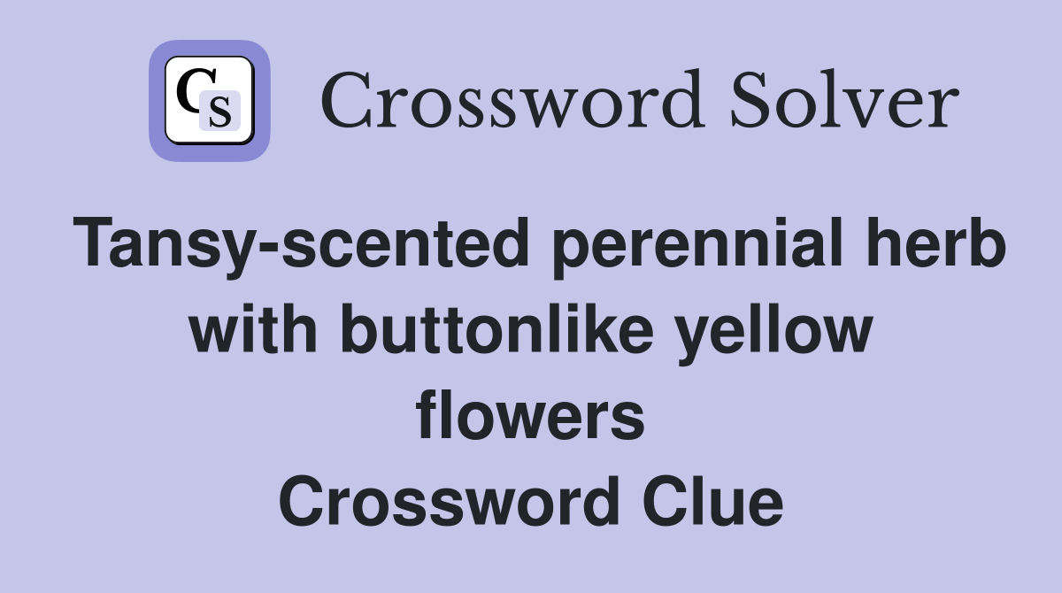 Tansy-scented perennial herb with buttonlike yellow flowers Crossword Clue