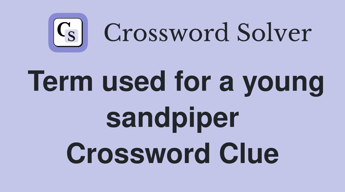 Term used for a young sandpiper Crossword Clue