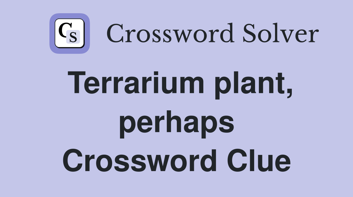 Terrarium plant, perhaps Crossword Clue