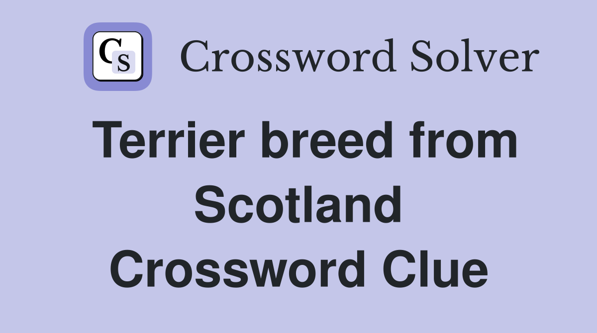Terrier breed from Scotland Crossword Clue