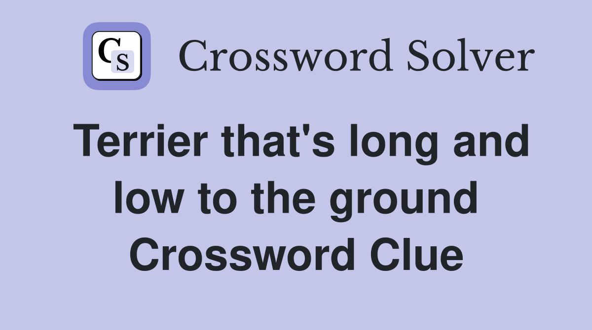 Terrier that's long and low to the ground Crossword Clue