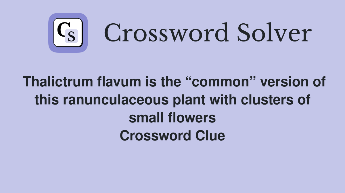 Thalictrum flavum is the “common” version of this ranunculaceous plant with clusters of small flowers Crossword Clue