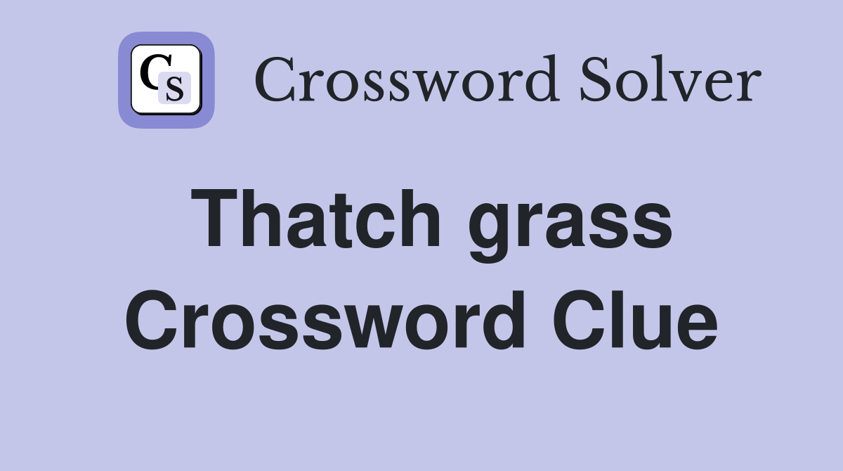 Thatch grass Crossword Clue