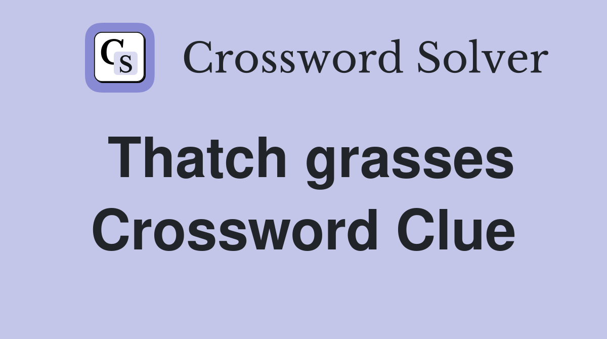 Thatch grasses Crossword Clue
