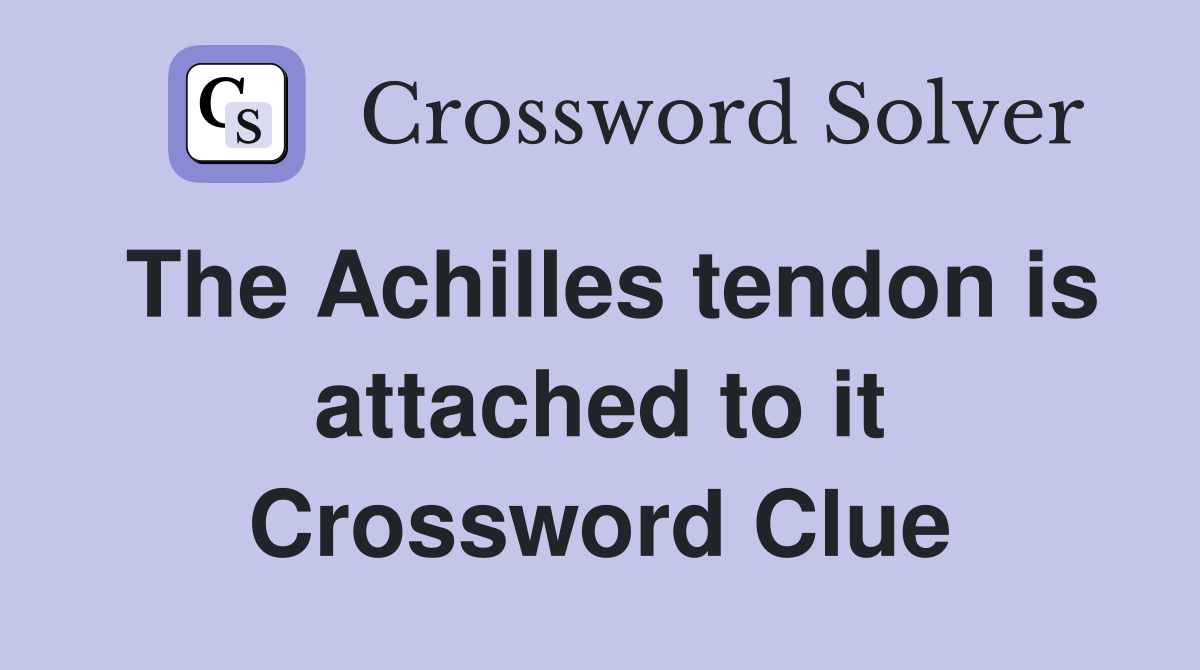The Achilles tendon is attached to it Crossword Clue