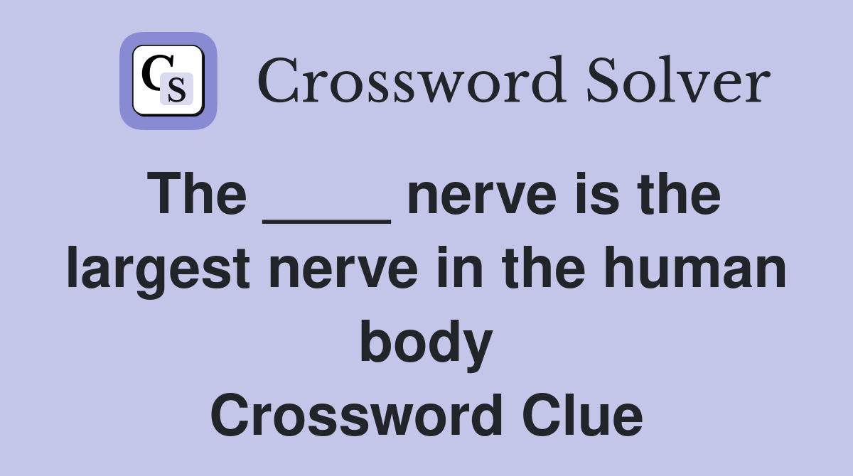 The ____ nerve is the largest nerve in the human body Crossword Clue