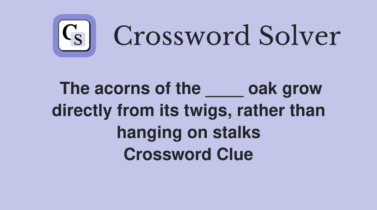 The acorns of the ____ oak grow directly from its twigs, rather than hanging on stalks Crossword Clue