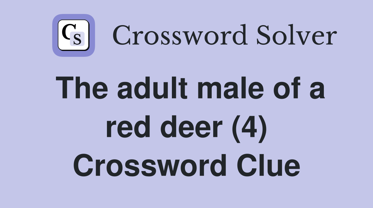The adult male of a red deer (4) Crossword Clue