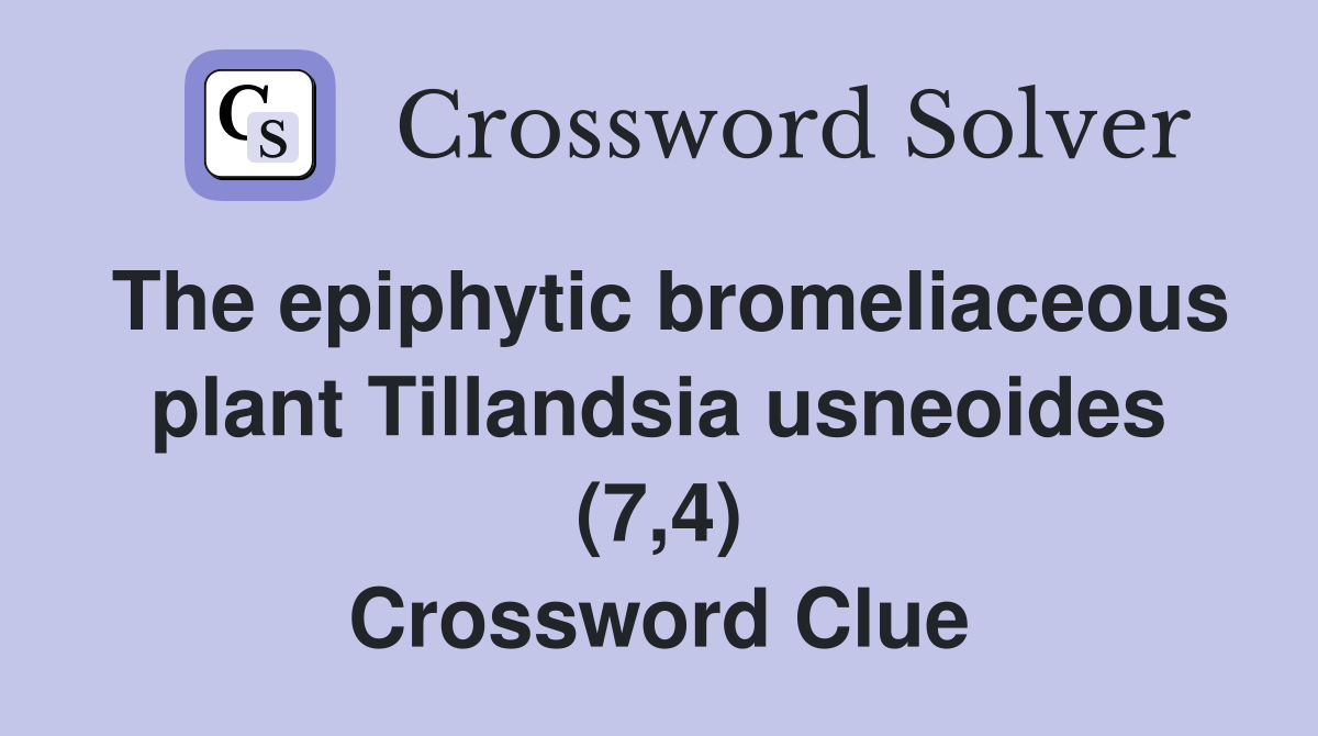 The epiphytic bromeliaceous plant Tillandsia usneoides (7,4) Crossword Clue