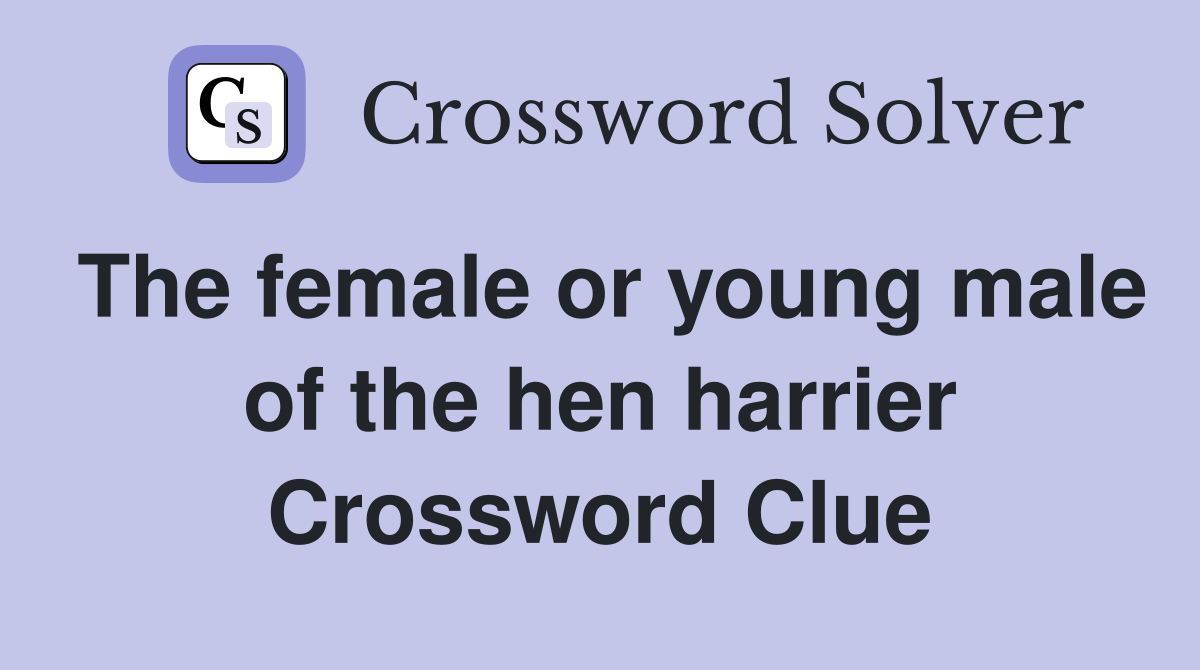 The female or young male of the hen harrier Crossword Clue