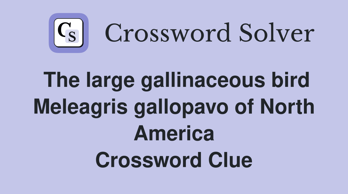 The large gallinaceous bird Meleagris gallopavo of North America Crossword Clue