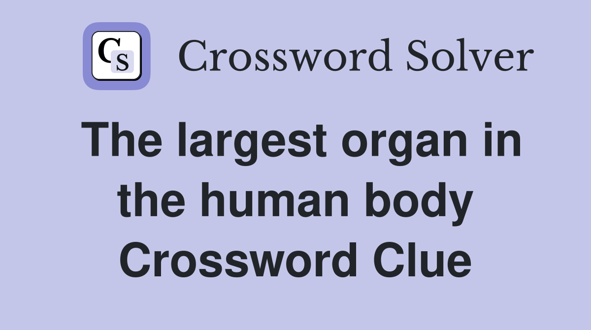 The largest organ in the human body Crossword Clue