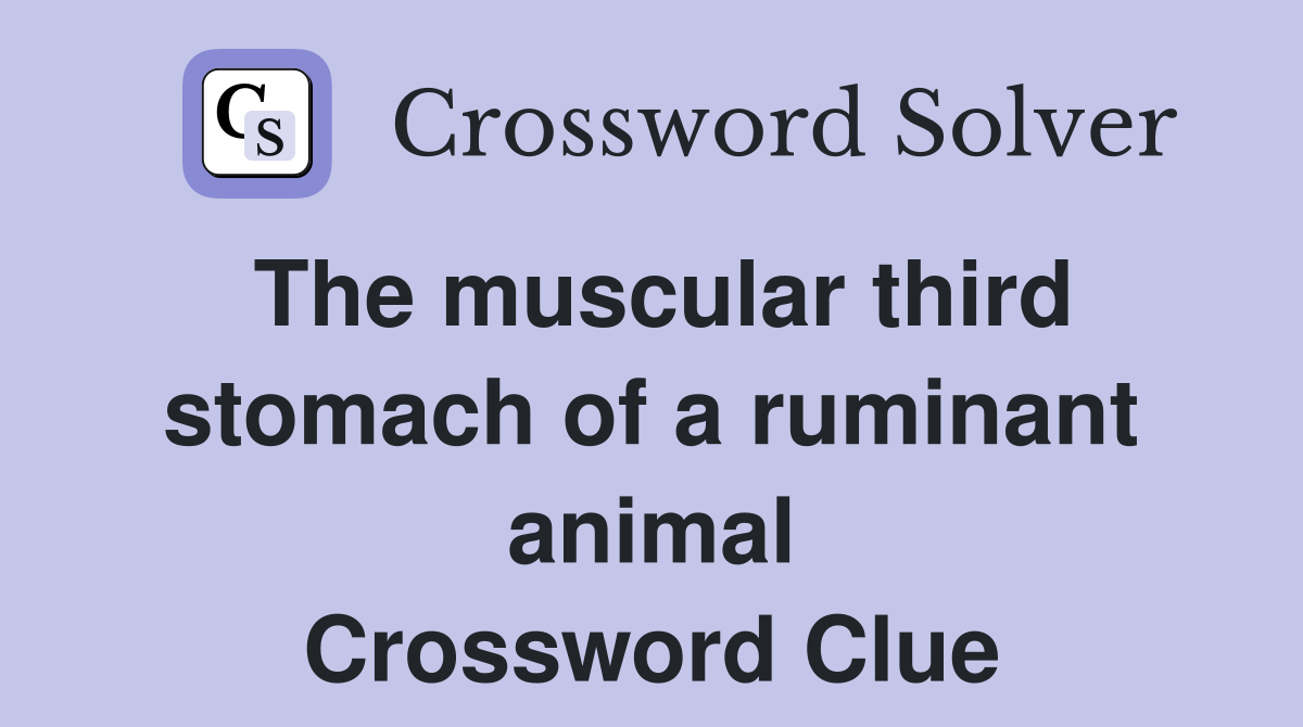 The muscular third stomach of a ruminant animal Crossword Clue