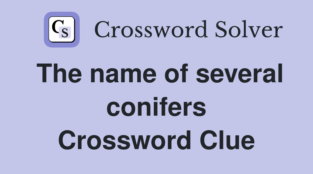 The name of several conifers Crossword Clue