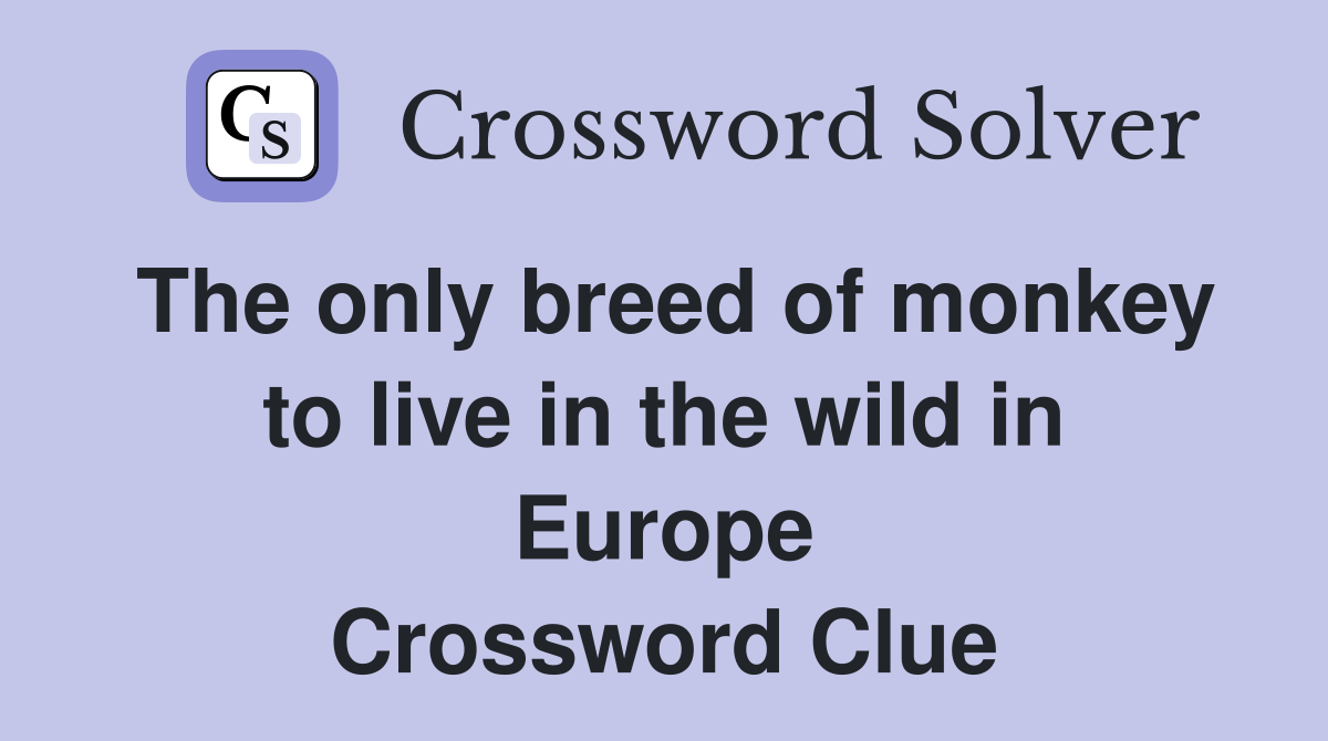 The only breed of monkey to live in the wild in Europe Crossword Clue