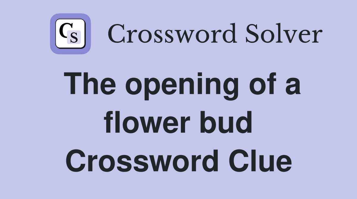 The opening of a flower bud Crossword Clue