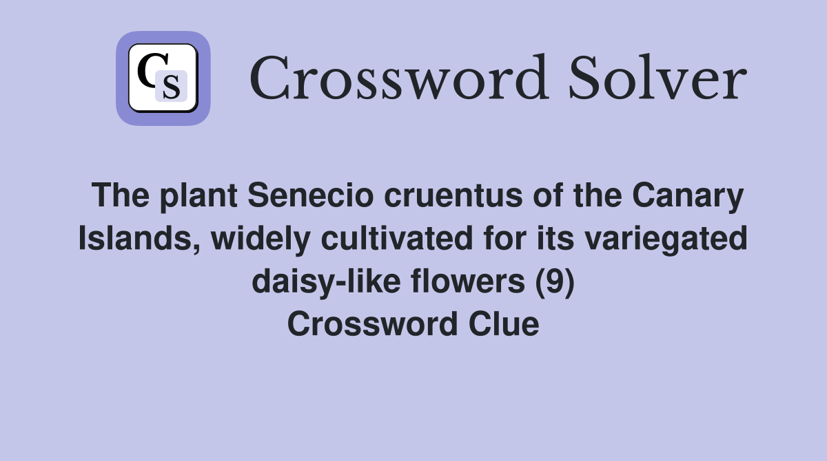 The plant Senecio cruentus of the Canary Islands, widely cultivated for its variegated daisy-like flowers (9) Crossword Clue