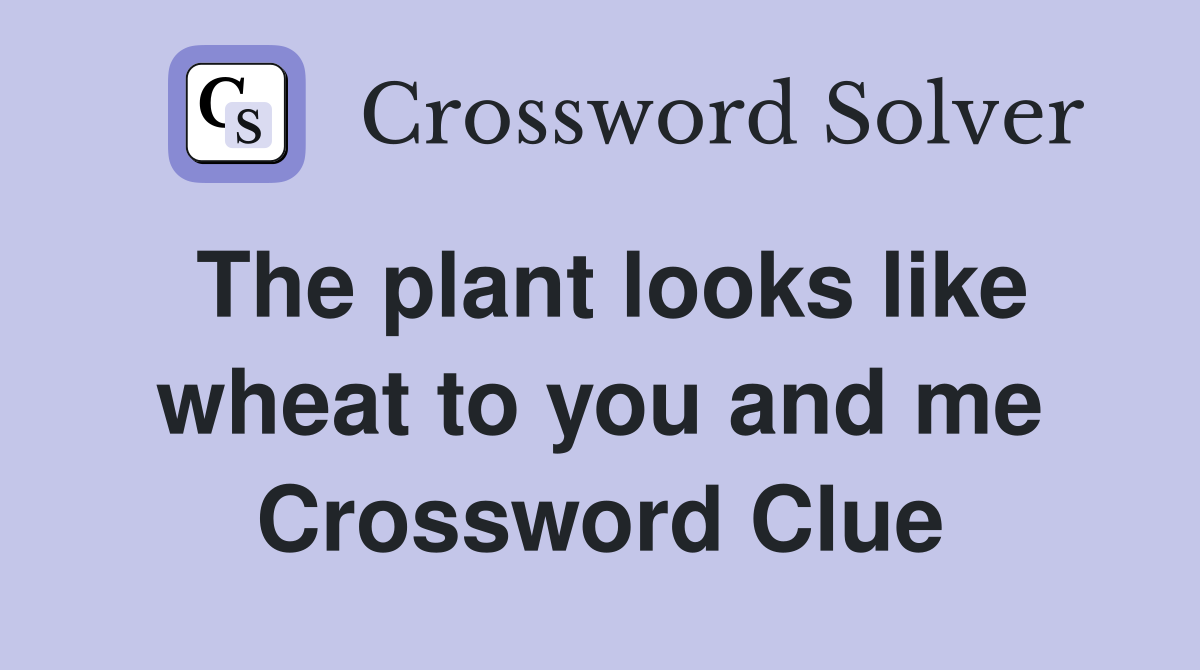 The plant looks like wheat to you and me Crossword Clue