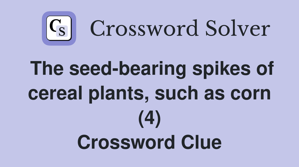 The seed-bearing spikes of cereal plants, such as corn (4) Crossword Clue