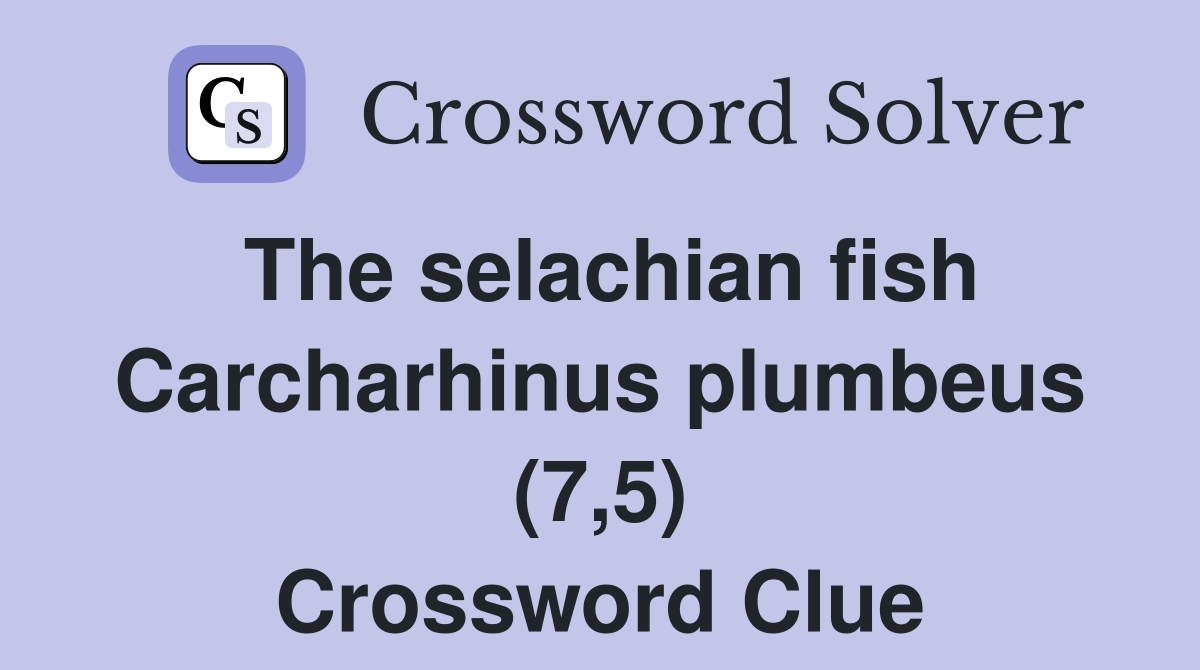 The selachian fish Carcharhinus plumbeus (7,5) Crossword Clue