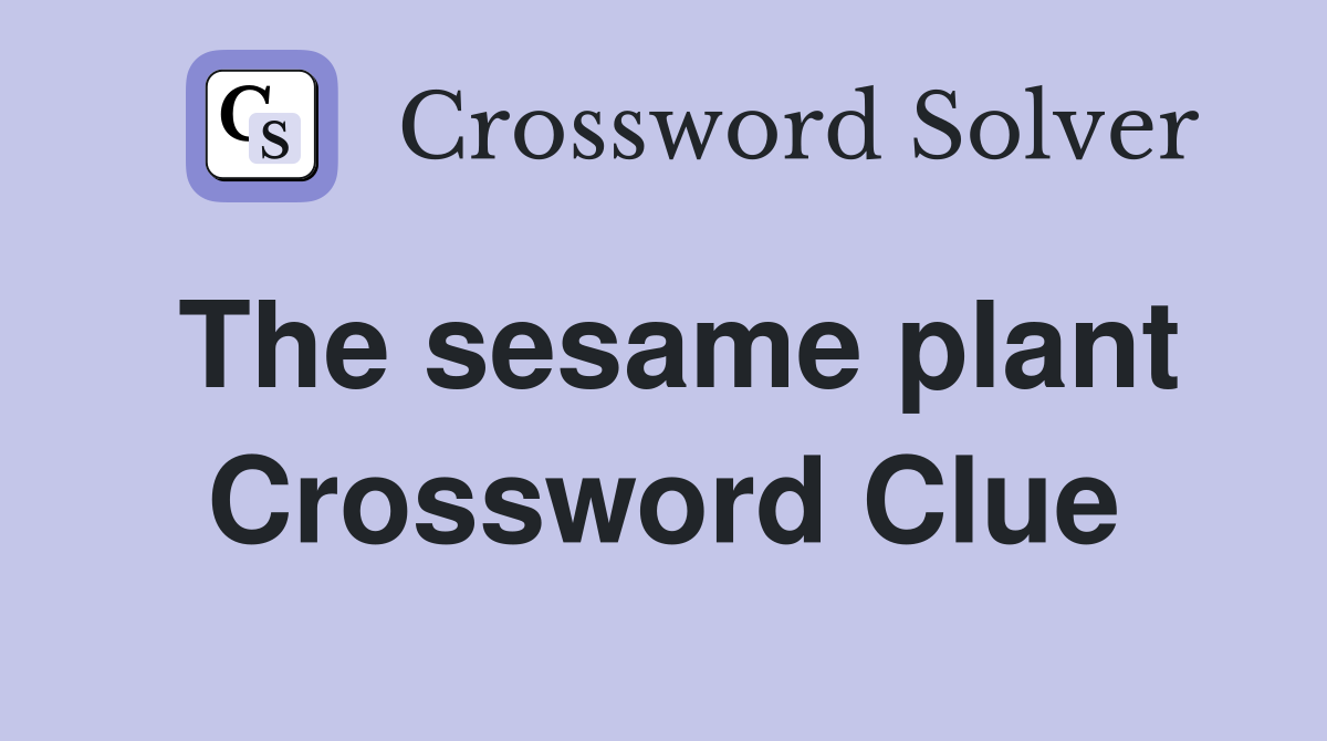 The sesame plant Crossword Clue