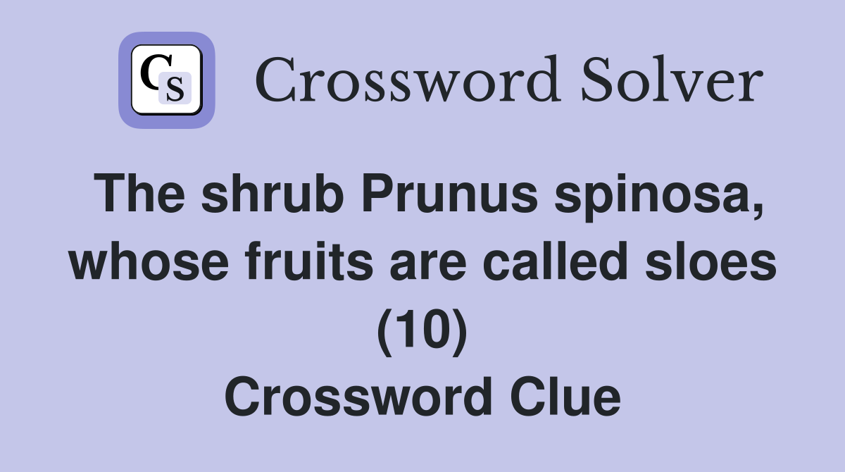 The shrub Prunus spinosa, whose fruits are called sloes (10) Crossword Clue