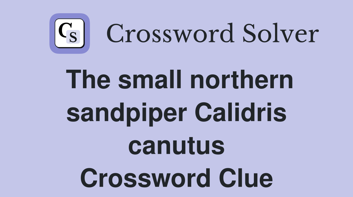 The small northern sandpiper Calidris canutus Crossword Clue